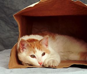 Preview wallpaper cat, sad, down, pack