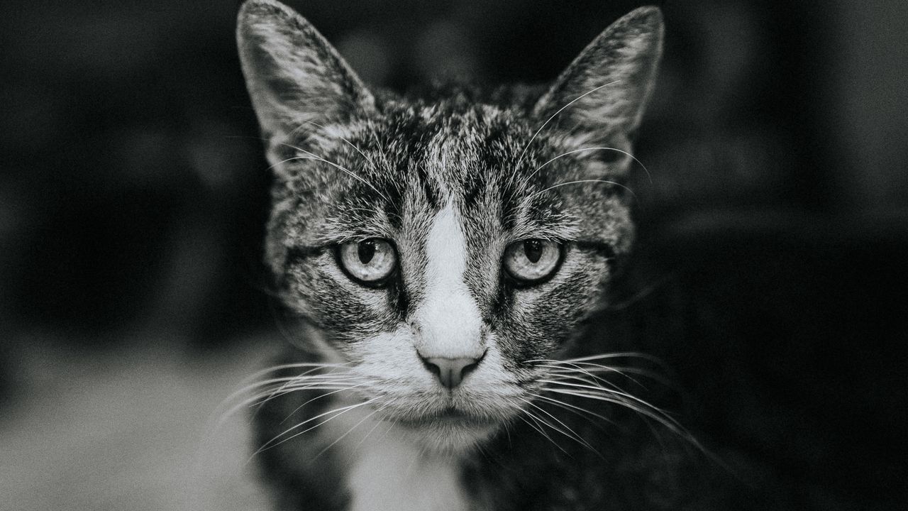 Wallpaper cat, sadness, bw, view