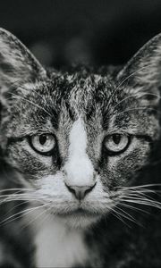 Preview wallpaper cat, sadness, bw, view