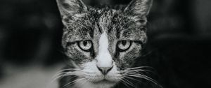 Preview wallpaper cat, sadness, bw, view