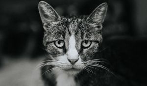 Preview wallpaper cat, sadness, bw, view