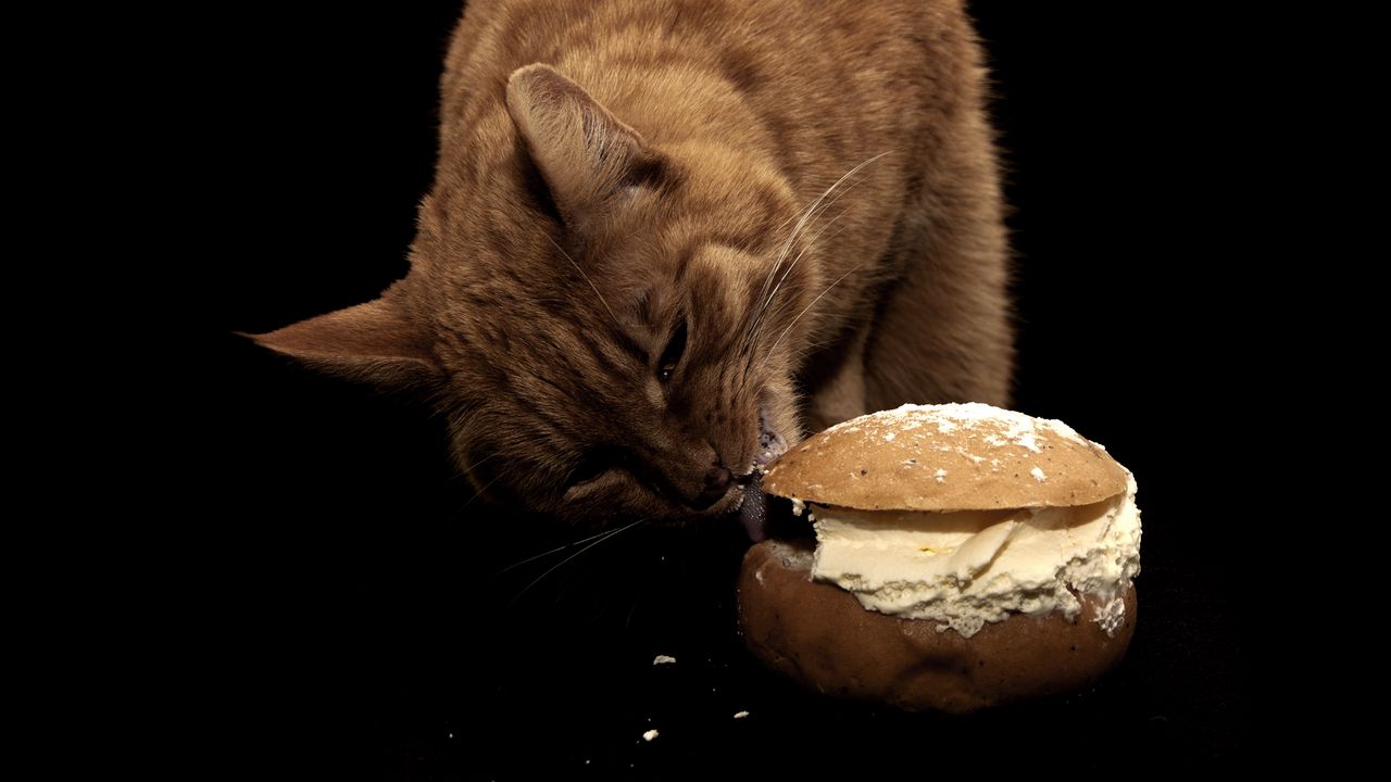 Wallpaper cat, sandwich, food, oil, treats