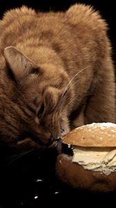 Preview wallpaper cat, sandwich, food, oil, treats