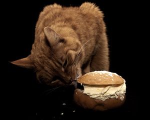 Preview wallpaper cat, sandwich, food, oil, treats