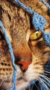 Preview wallpaper cat, scarf, eyes, face, knitted