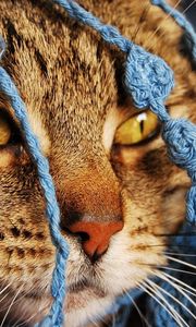 Preview wallpaper cat, scarf, eyes, face, knitted