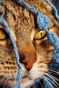 Preview wallpaper cat, scarf, eyes, face, knitted