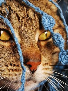 Preview wallpaper cat, scarf, eyes, face, knitted