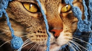 Preview wallpaper cat, scarf, eyes, face, knitted
