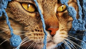 Preview wallpaper cat, scarf, eyes, face, knitted