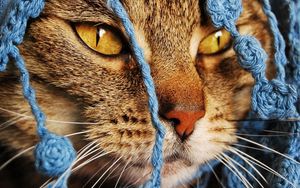 Preview wallpaper cat, scarf, eyes, face, knitted