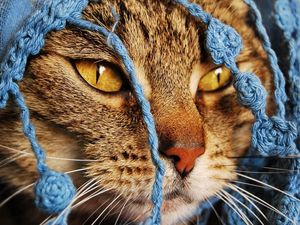 Preview wallpaper cat, scarf, eyes, face, knitted