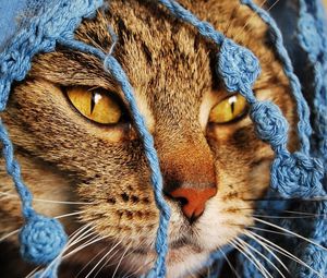 Preview wallpaper cat, scarf, eyes, face, knitted