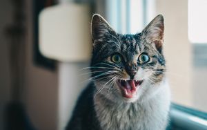 Preview wallpaper cat, scream, emotion