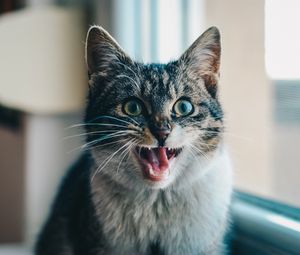 Preview wallpaper cat, scream, emotion