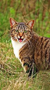 Preview wallpaper cat, scream, grass