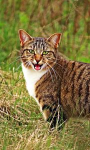 Preview wallpaper cat, scream, grass