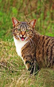 Preview wallpaper cat, scream, grass