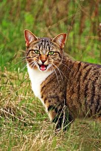 Preview wallpaper cat, scream, grass
