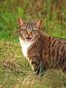 Preview wallpaper cat, scream, grass