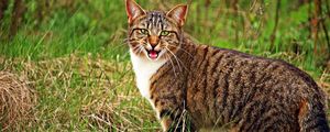 Preview wallpaper cat, scream, grass