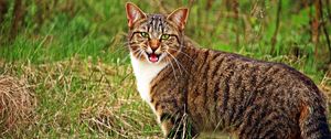 Preview wallpaper cat, scream, grass