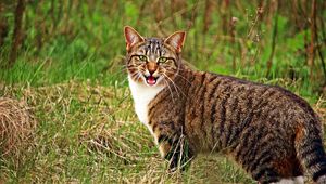 Preview wallpaper cat, scream, grass