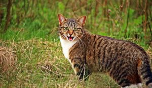 Preview wallpaper cat, scream, grass