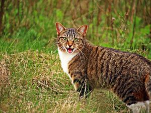 Preview wallpaper cat, scream, grass