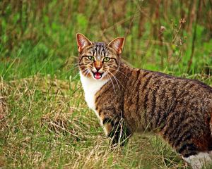 Preview wallpaper cat, scream, grass