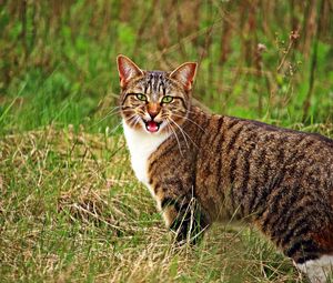 Preview wallpaper cat, scream, grass