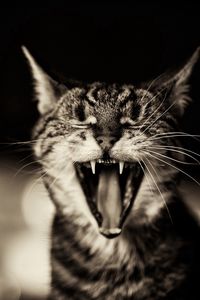 Preview wallpaper cat, screaming, black white, yawn