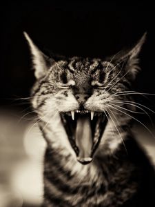 Preview wallpaper cat, screaming, black white, yawn