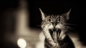 Preview wallpaper cat, screaming, black white, yawn