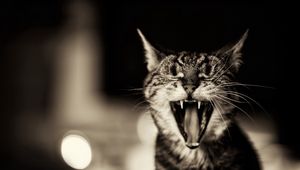 Preview wallpaper cat, screaming, black white, yawn