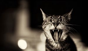 Preview wallpaper cat, screaming, black white, yawn