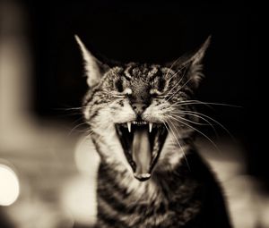 Preview wallpaper cat, screaming, black white, yawn