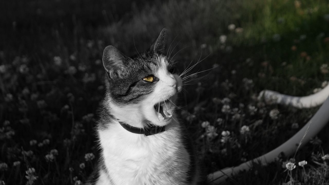 Wallpaper cat, screaming, face, black white