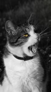 Preview wallpaper cat, screaming, face, black white