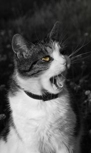 Preview wallpaper cat, screaming, face, black white