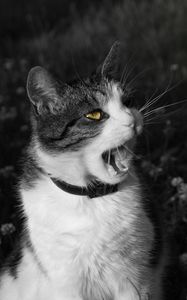 Preview wallpaper cat, screaming, face, black white
