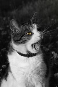 Preview wallpaper cat, screaming, face, black white