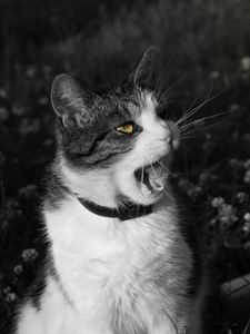 Preview wallpaper cat, screaming, face, black white