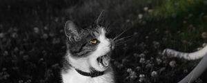 Preview wallpaper cat, screaming, face, black white