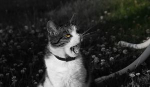 Preview wallpaper cat, screaming, face, black white