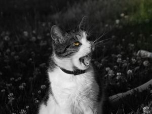 Preview wallpaper cat, screaming, face, black white