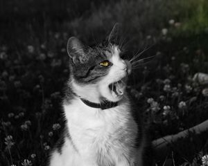 Preview wallpaper cat, screaming, face, black white