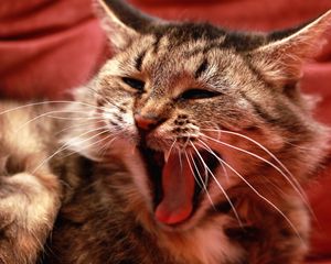 Preview wallpaper cat, screaming, mouth, furry, meow