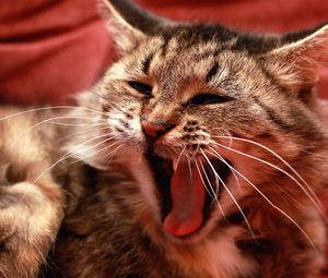Preview wallpaper cat, screaming, mouth, furry, meow