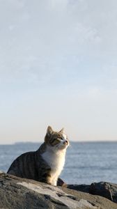 Preview wallpaper cat, sea, sky, rocks, sit, watch